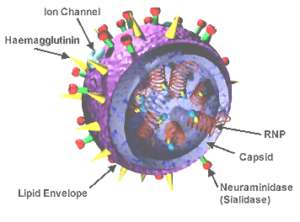 3D view Influenza virus