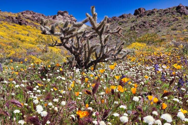Botanical Cactus Nature Desert Prickly Flowers