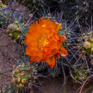 lower Thorns Desert Red Cactus