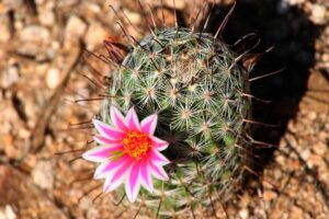 Mammillaria_grahamii_Arizona_Desert_Cactus_Flower