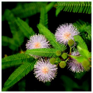 Mimosa Plant