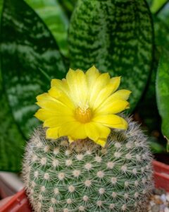 cactus yellow flower