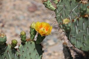 cactus-flower-plant-desert