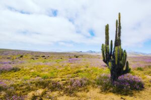 cactus flower land