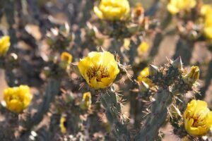 cactus-nature-succulent-desert-prickly-cacti