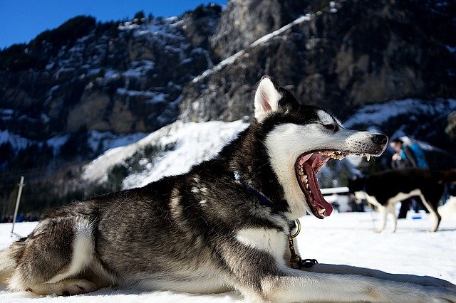 dog, tired, yawning