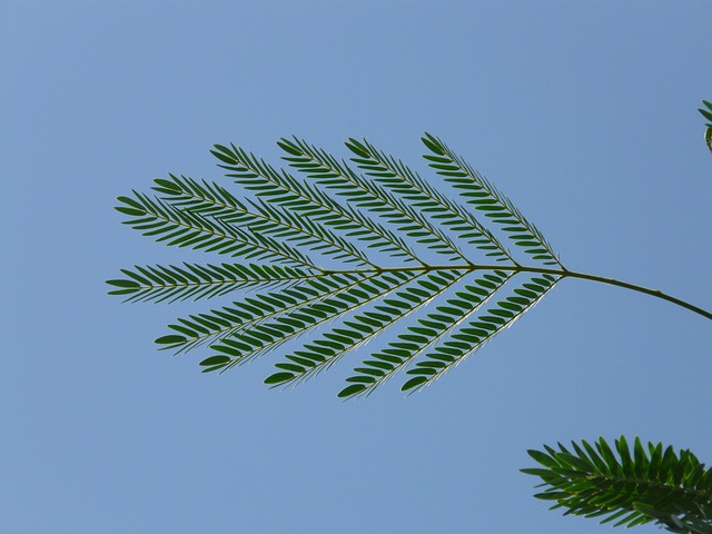 leaf, wedel, acacia