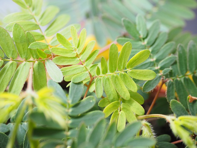 mimosa, leaves, green
