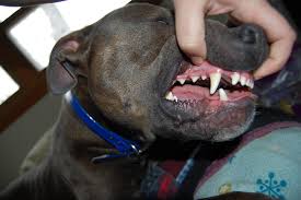 Natural dog teeth cleaning