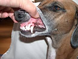 natural dog teeth cleaning