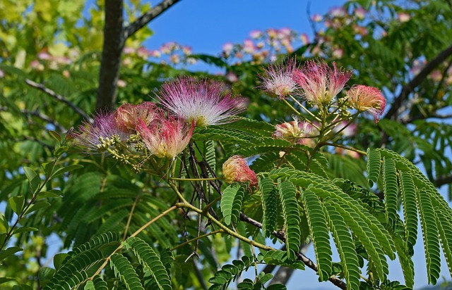red mimosa, flower, blossom