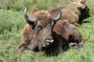 Knowsley Safari Park