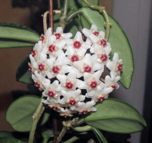 Hoya Plant