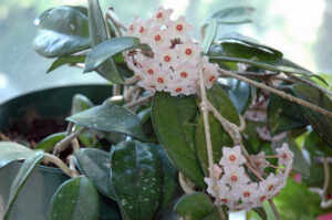 Hoya Plant