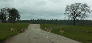 Knowsley Safari Park