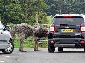 Knowsley Safari Park