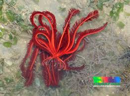 Feather Starfish red colour