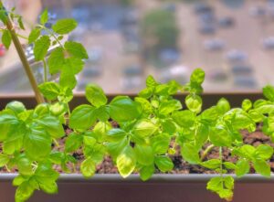 indoor plant basil