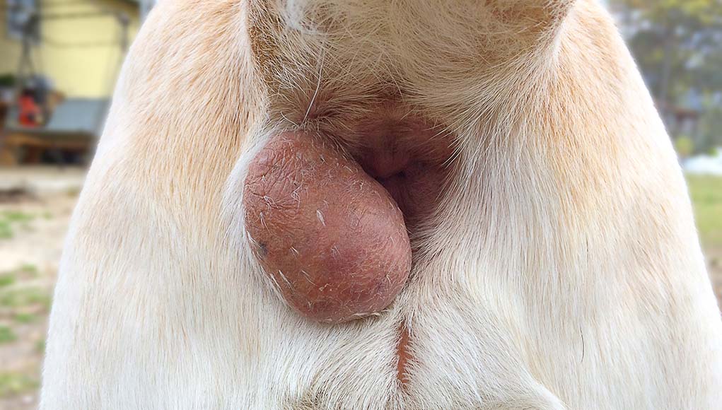 anal glands dogs