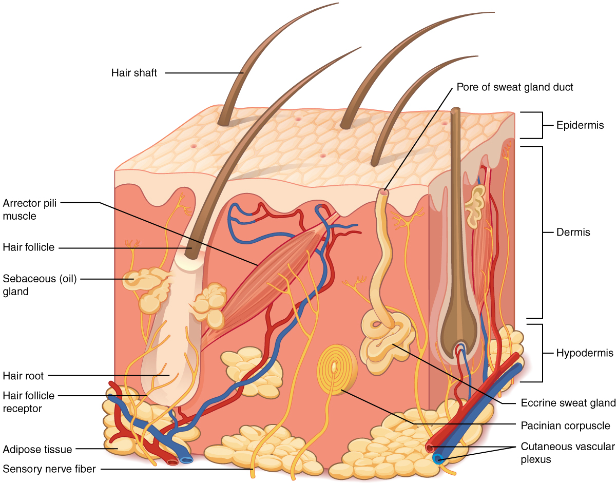 Inside structure of the skin