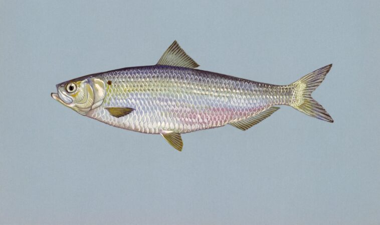 Small herring fish