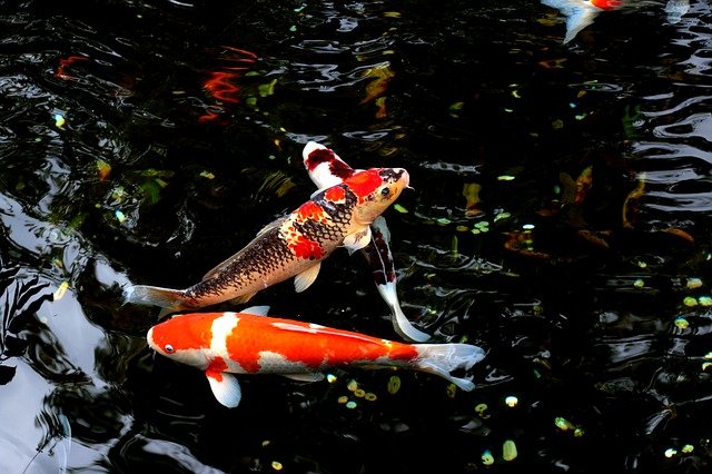 fresh water,carp fish, japan