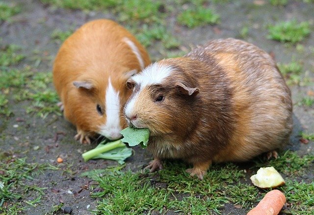 guinea pig, guinea pig house, cavia porcellus form