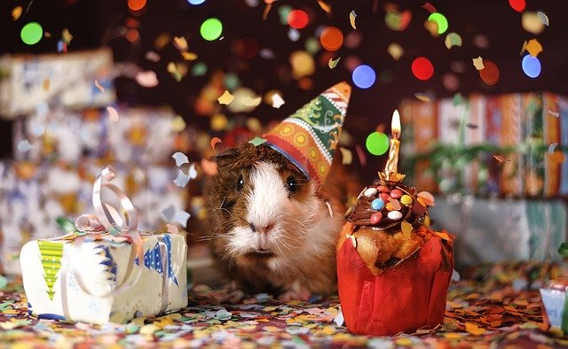 guinea pig, happy birthday, animal