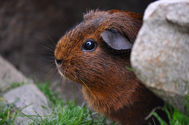 guinea pig, rodent, cute