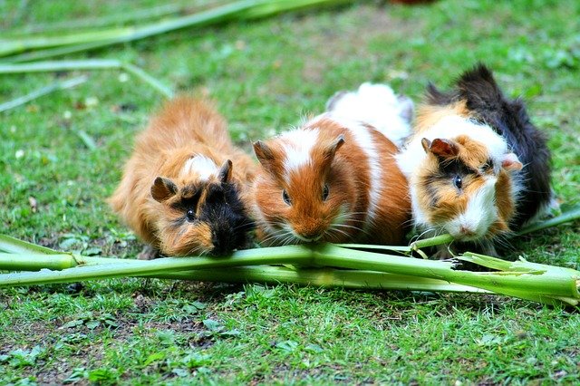 guinea pig, sea ​​pig house, cute