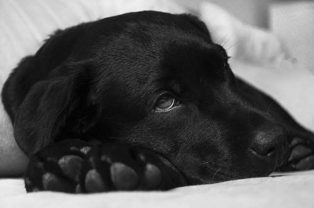 labrador, dog, sick