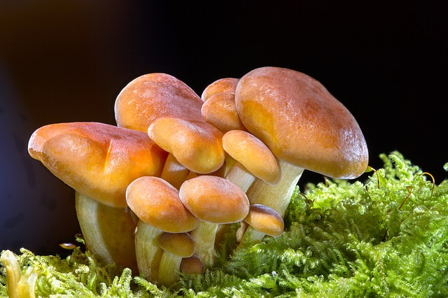 mushroom, sponge, mini mushroom