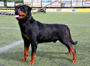 Rottweilers