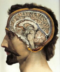 Human brain