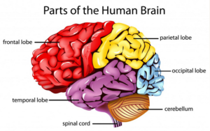 Human brain