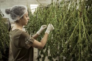 How long does marijuana stay in your system?