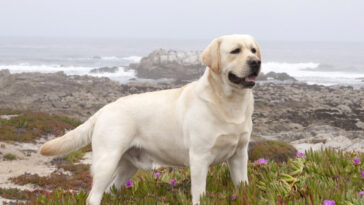 Labrador Retriever Lifespan