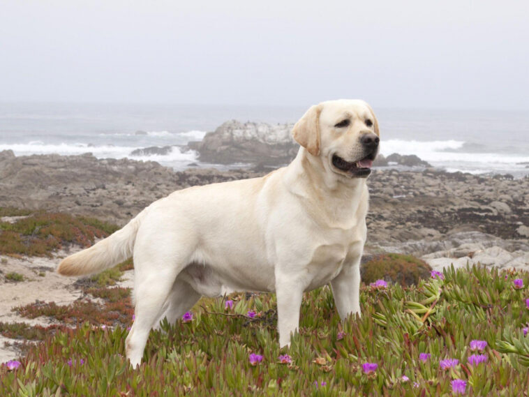 Labrador Retriever Lifespan