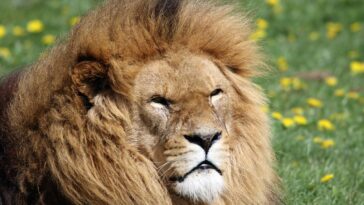 lion population