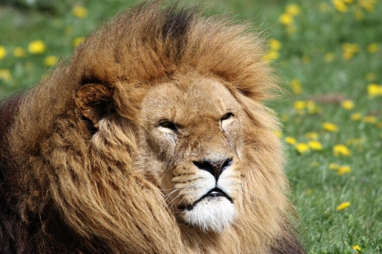 lion population