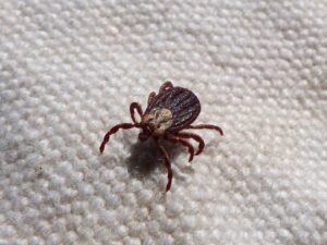 how to remove ticks from a dog