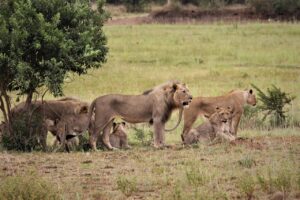 lion population